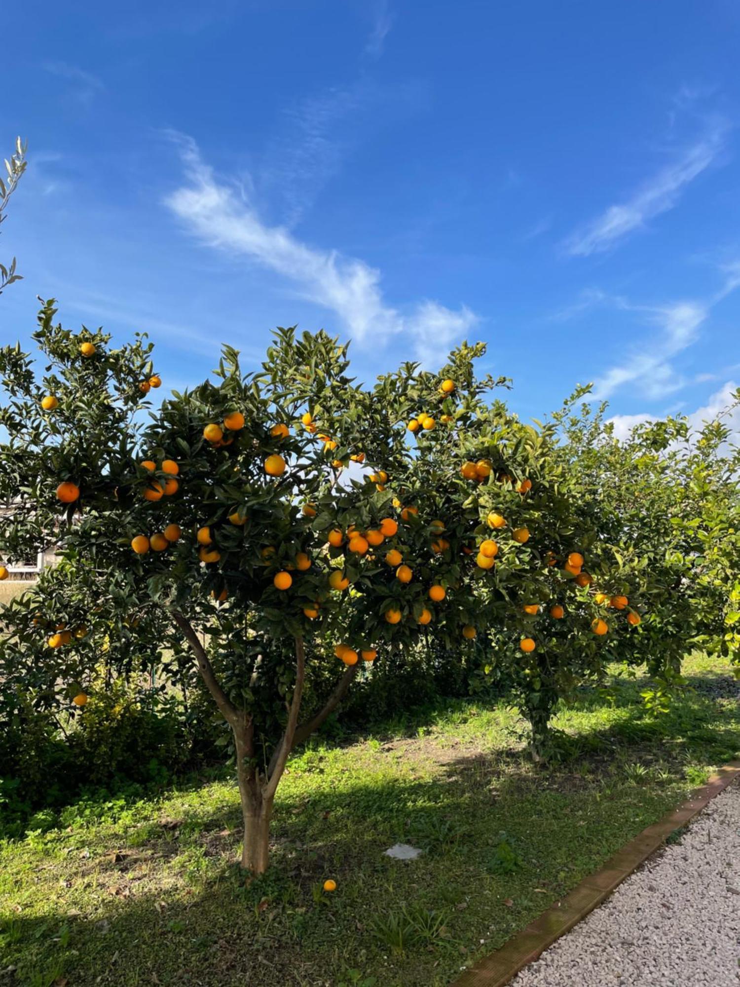 Casa Vacanze Paradise Santa Maria La Carità Εξωτερικό φωτογραφία